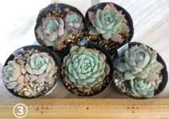 ③多肉植物エケベリア5種セット
