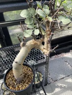 2025年最新】コミフォラ カタフ ピュアの人気アイテム - メルカリ