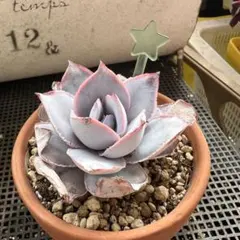 いろは様 リクエスト 2点 まとめ商品