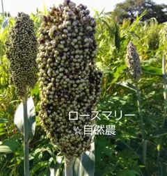 ホワイトソルゴー（白タカキビ）　種100粒　無肥料自然栽培　自然農　自家採種