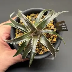 Dyckia 'California' #250522_04 - メルカリ