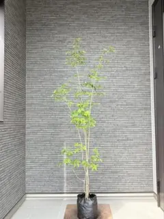 イペーの苗木1本樹高1.3m前後 春に鮮やかな黄色の花を咲かす希少な木