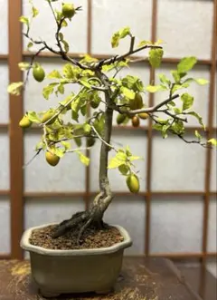 老爺柿14個実付き盆栽です。黒松、赤松、真ぱく盆栽 老爺柿14個実付き盆栽です。黒松、赤松、真ぱく盆栽