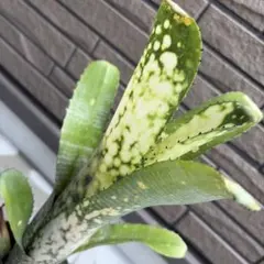 Billbergia Talbot Wait a White - メルカリ