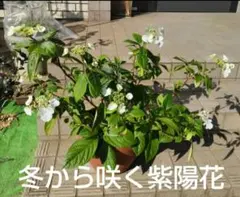 山野草 青軸白花妖精の舞 シラネアオイ 親株種付 - メルカリ