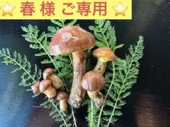 2025年最新】ハナイグチの人気アイテム - メルカリ