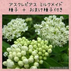 モッチー様 リクエスト 2点 まとめ商品