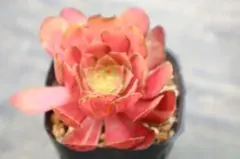 コーニッシュトリビュート アエオニウム 抜き苗 多肉植物 - メルカリ