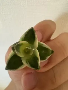 2025年最新】アガベ 王妃笹の雪 a型の人気アイテム - メルカリ