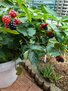 ブラックベリー