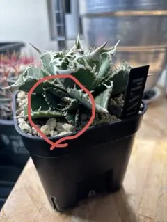 2026年最新】白豪刺の人気アイテム - メルカリ