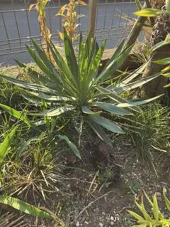 COCOLO様 リクエスト 2点 まとめ商品