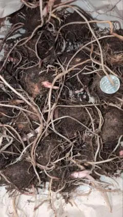 パンダ様専用ページ