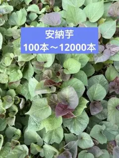 安納芋切り苗 100本 茨城県産 サツマイモ　家庭農園おすすめ　大口対応可