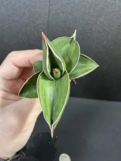 ケンケン様 リクエスト 2点 まとめ商品