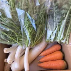 ゆば様専用‼️新鮮な野菜セット（春菊・サニーレタス・大根・ネギ・人参）