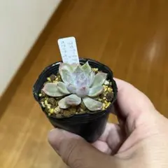 2026年最新】葉挿しの人気アイテム - メルカリ