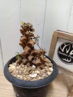 2025年最新】オトンナ ヘレーの人気アイテム - メルカリ 大株 特選