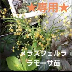 なっぽ様専用、メラスフェルラ・ラモーサ、苗セット、メルカリ便