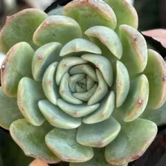 2025年最新】チワワエンシスイエコラの人気アイテム - メルカリ