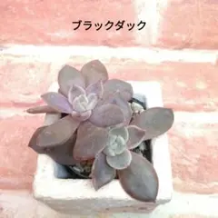 2026年最新】優木園 多肉の人気アイテム - メルカリ