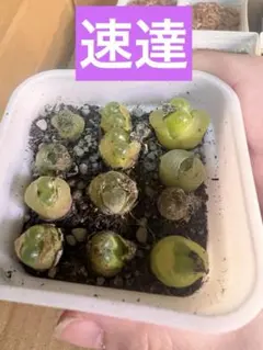 速達★yuto様 リクエスト 8点 まとめ商品