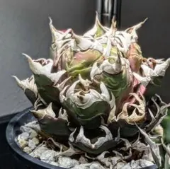 2025年最新】ゴジラ 台湾の人気アイテム - メルカリ