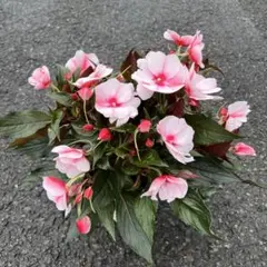 銅葉紅花ウツギ 庭木 花終わり 大きい株 - メルカリ