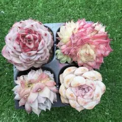 多肉植物　プラグ苗　ピンクセット