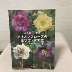 ひと目でわかるクリスマスローズの選び方・育て方