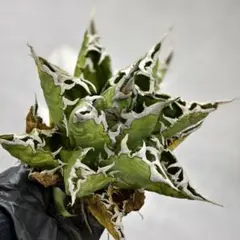 2025年最新】アガベキングコングの人気アイテム - メルカリ