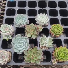 多肉植物 エケベリア プラグ苗 10苗セットB ★匿名配送★