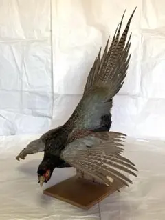 キジ 剥製【お引取り可能な方限定】