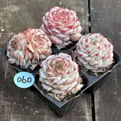 YUBA様 リクエスト 2点 まとめ商品