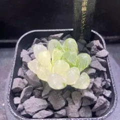 ハオルチア　実生赤線レンズオブツーサ鮮明錦　糊斑　極上斑のサムネイル