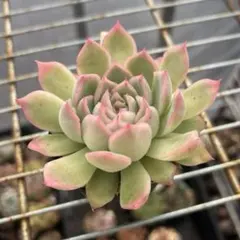 2025年最新】いとうぐりーんの人気アイテム - メルカリ