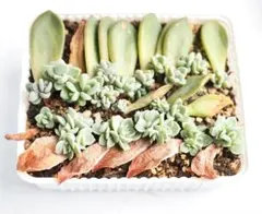 モカ♡様 リクエスト 2点 まとめ商品