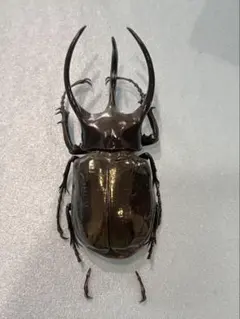 2025年最新】マレー コーカサスの人気アイテム - メルカリ