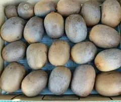 みどり様専用!自然肥料のみ! こだわりのゴールドキウイ &シシトウ