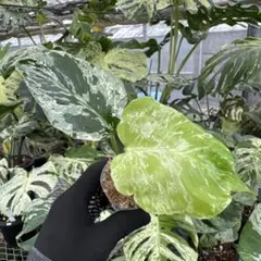 ☆タイコン祭り☆【特選ハイクオリティ株】モンステラタイコンステ