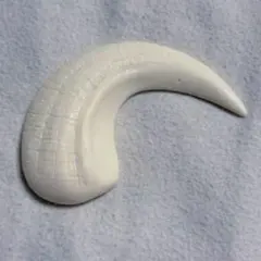 ホホジロザメ（Carcharodon carcharias）の歯 27.8mm - メルカリ
