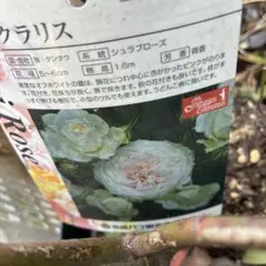 クレマチス 抜き苗 第4種発送 - メルカリ