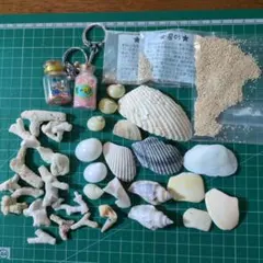 貝殻★枝珊瑚★星の砂セット　工作