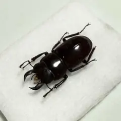 2026年最新】標本 ドイツ箱の人気アイテム - メルカリ