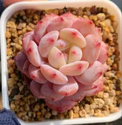 玉芙蓉　抜き苗　1苗　プラグ苗