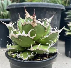 Agave 白鯨スーパーボール 極上選抜コレクション株 LED管理 - メルカリ