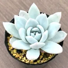 tanico様 リクエスト 2点 まとめ商品