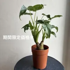 鉢ごと匿名配送＊クワズイモ 観葉植物 鉢植えのサムネイル