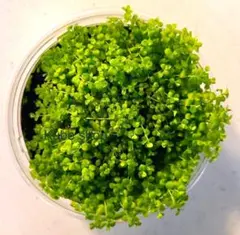 【メルカリ便】ニューラージパールグラス付き軽石　22×12×23cm メルカリ便】ニューラージパールグラス付き軽石 22×12×23cm