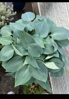 るるれれろ様 リクエスト 2点 まとめ商品